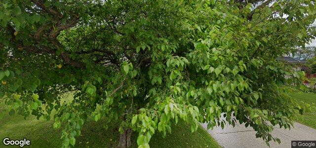 11 Coleridge Park Drive（加拿大曼尼托巴省温尼伯市）房屋照片